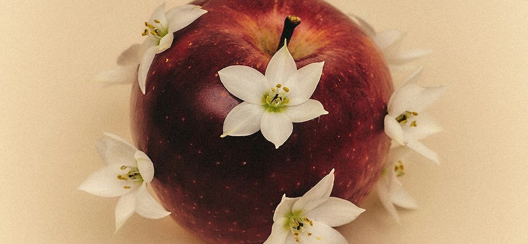 Flowers planted in an apple