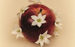 Flowers planted in an apple